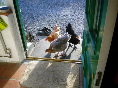 The hens at the door.JPG